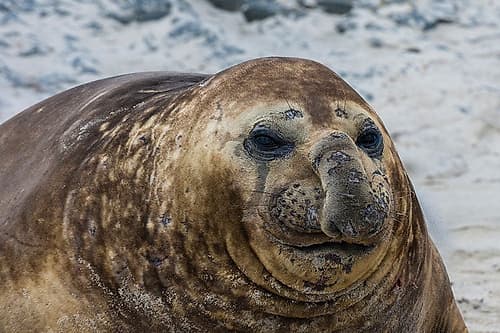 A southern elephant seal-Mirounga leonina-portrait Sea Lion Island-Falkland Islands Beach Print